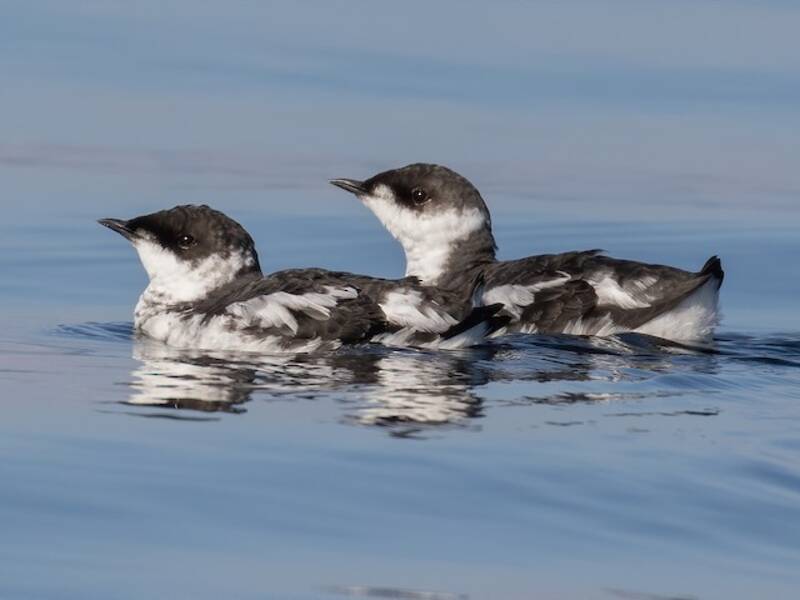 Guillemot marbré, Photos 2
