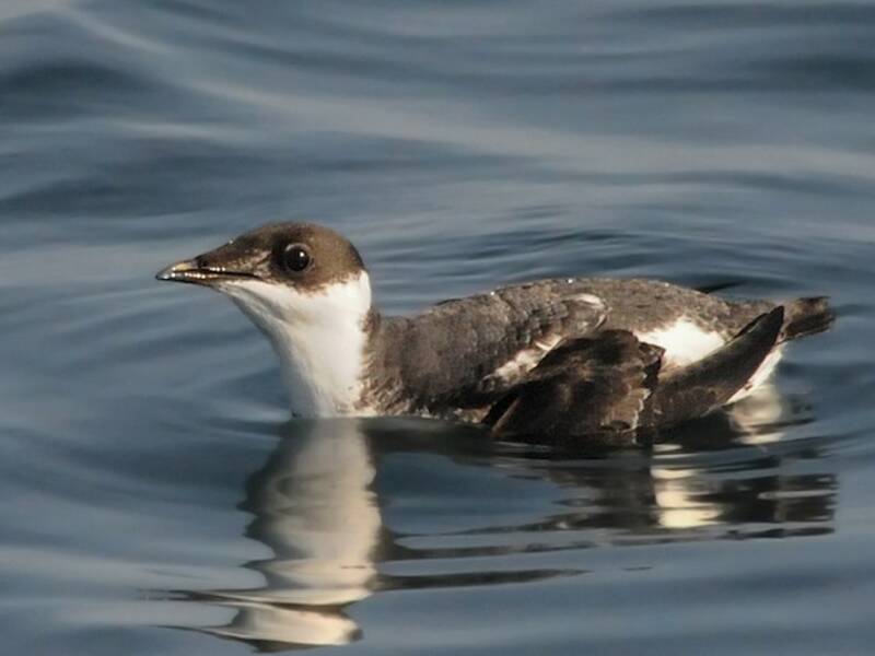 Guillemot marbré, Photos 3