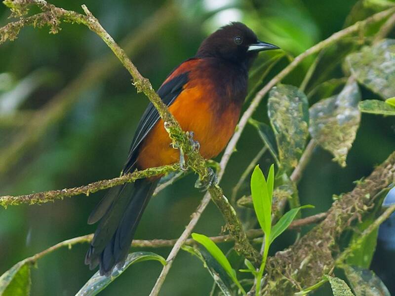 Martinique Oriole