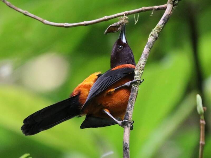 Martinique Oriole, Photos 3