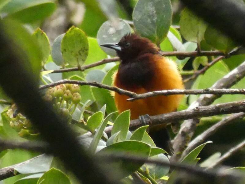 Martinique Oriole, Photos 2