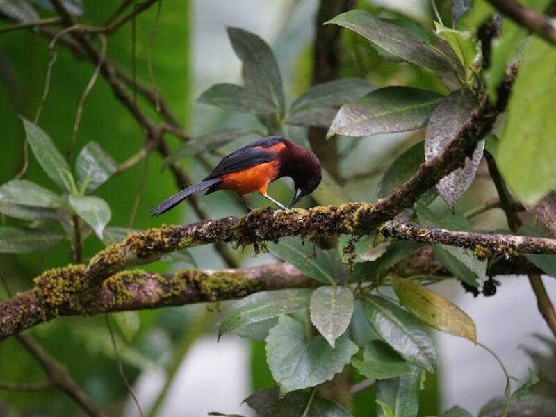 Martinique Oriole, Photos 4