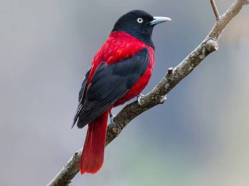 Maroon Oriole, 照片 3