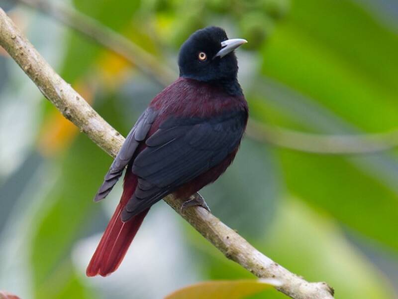 Maroon Oriole, 照片 2