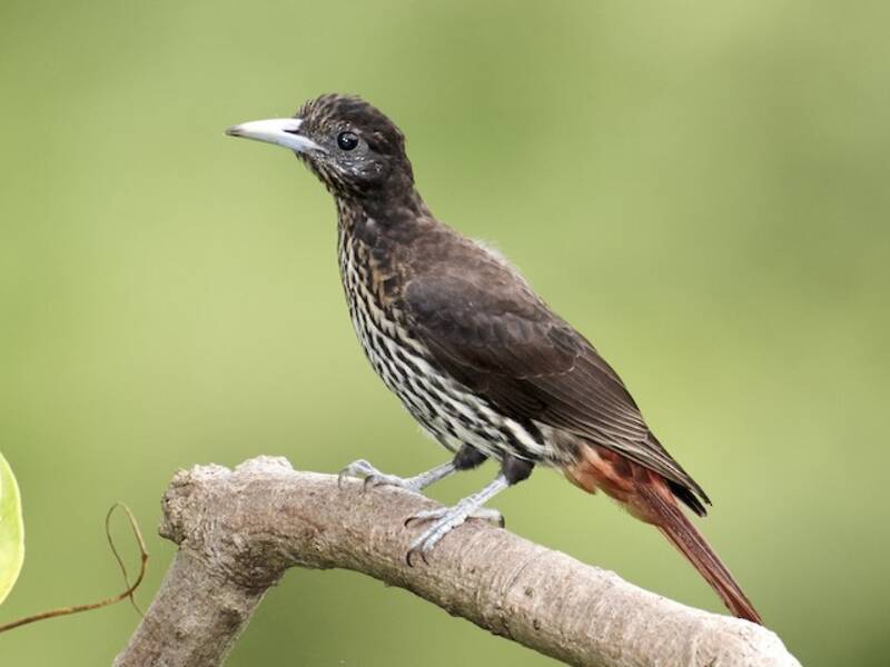 Oropéndola Granate