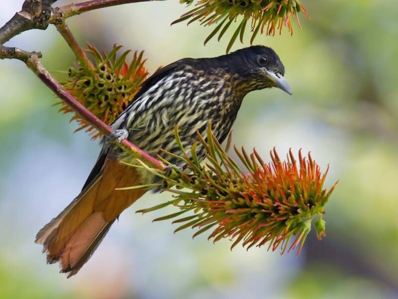 Maroon Oriole, 照片 4