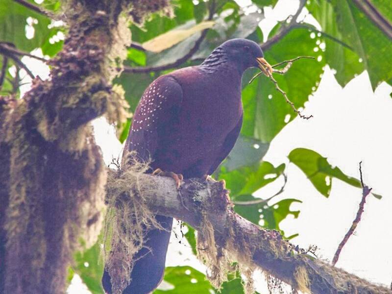 Colombe marron