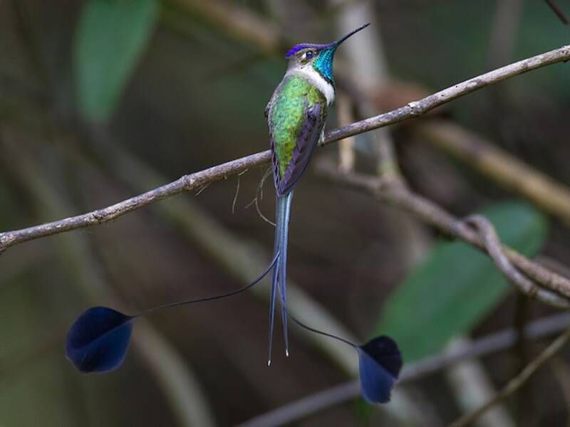 Colibrì mirabile, Foto 4