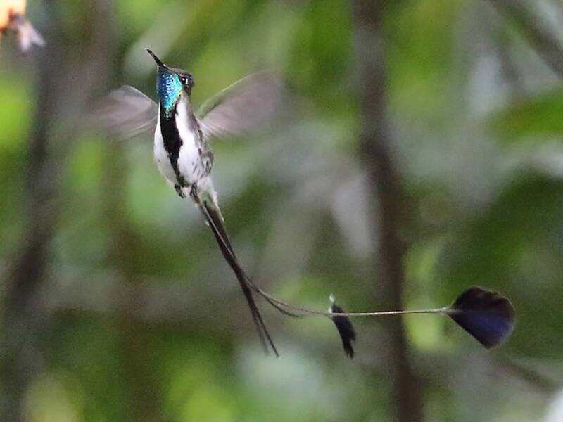Colibrì mirabile