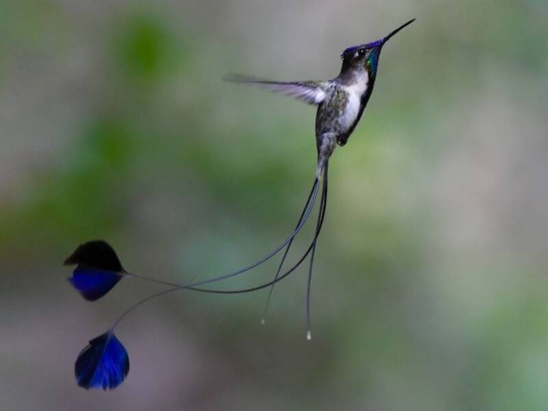 Colibrì mirabile, Foto 3