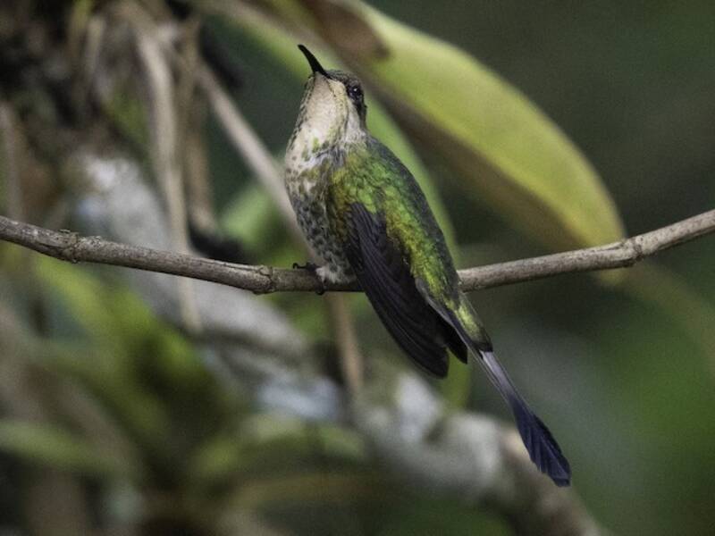 Colibrì mirabile, Foto 2