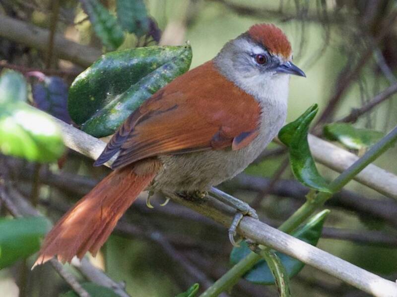 Marcapata Spinetail, 照片 4
