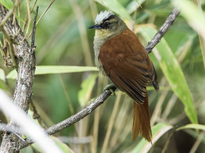 Marcapata Spinetail, 照片 3
