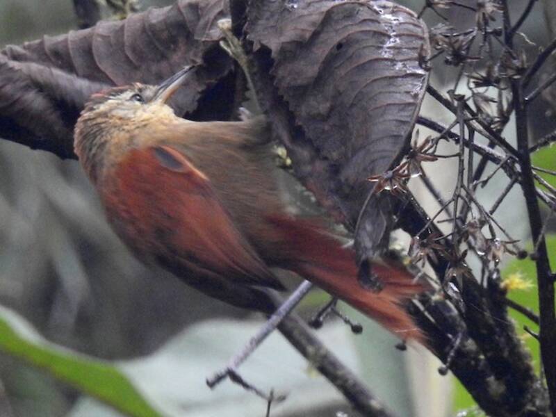 Marcapata Spinetail, 照片 2