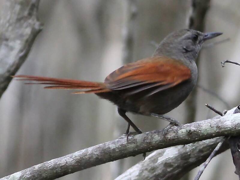 Marañon Spinetail
