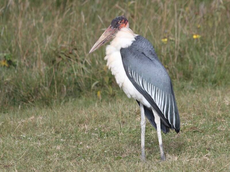 Marabou Stork, Photos 2