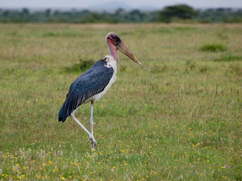 Marabou Stork, Photos 3