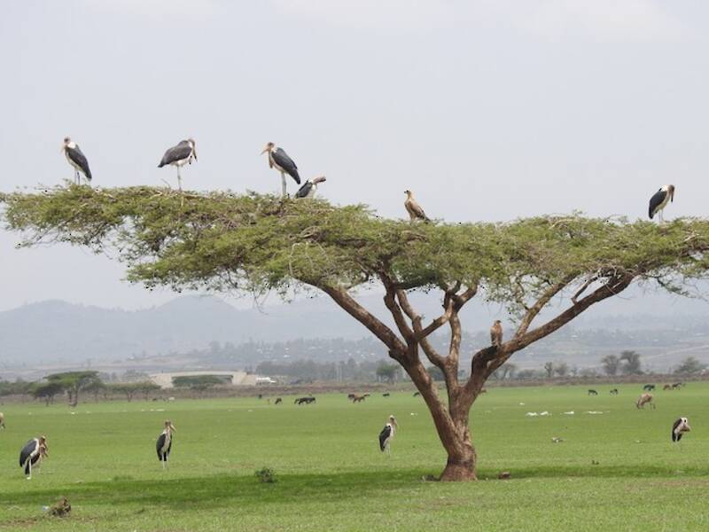 Marabou Stork, Photos 4