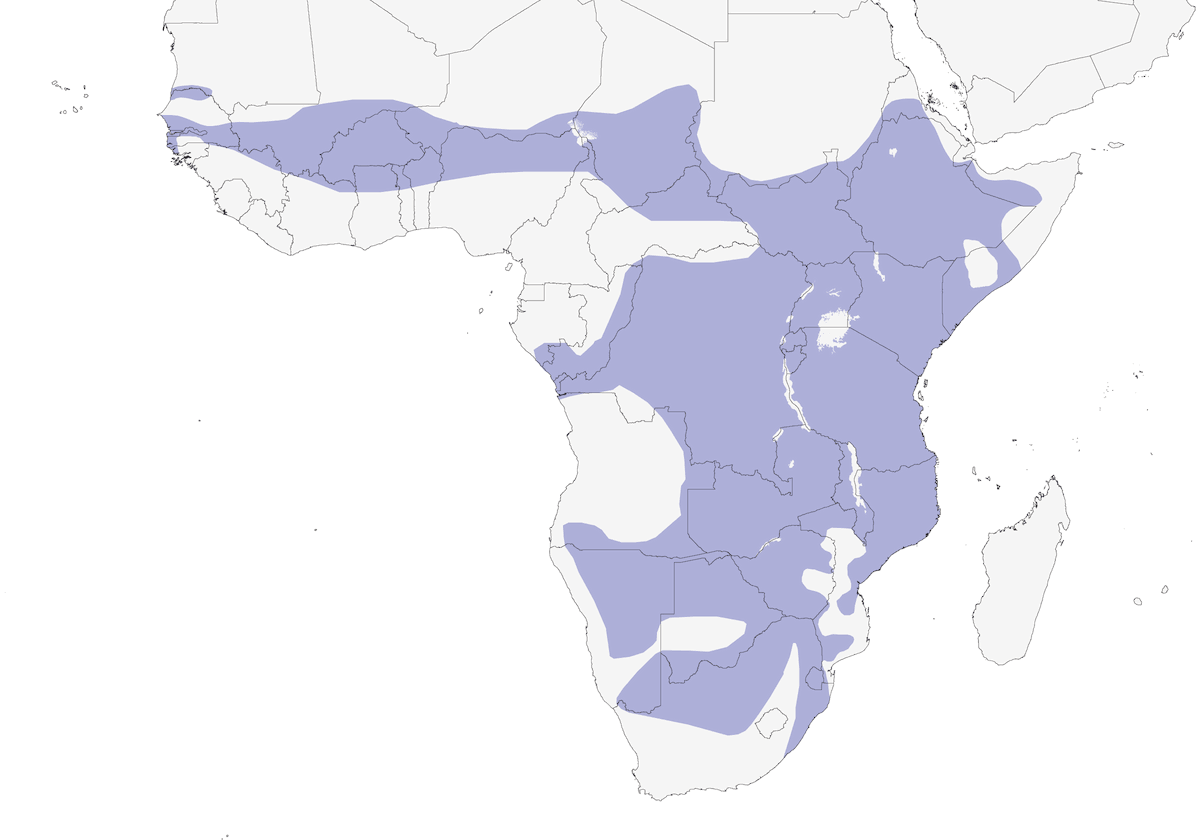 Marabou Stork, Distribution 1