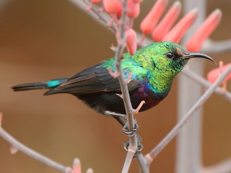 Nettarinia di Marico, Foto 4