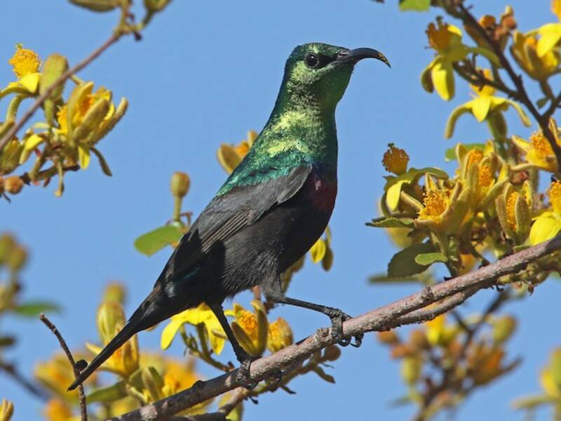 Nettarinia di Marico