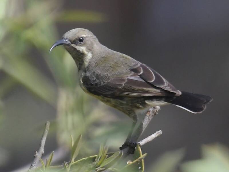 Nettarinia di Marico, Foto 3