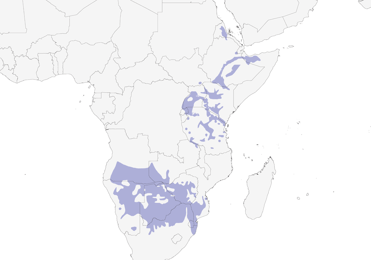 Nettarinia di Marico, Distribuzione 1