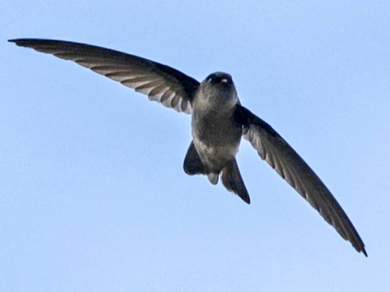 Marquesan Swiftlet, Photos 3