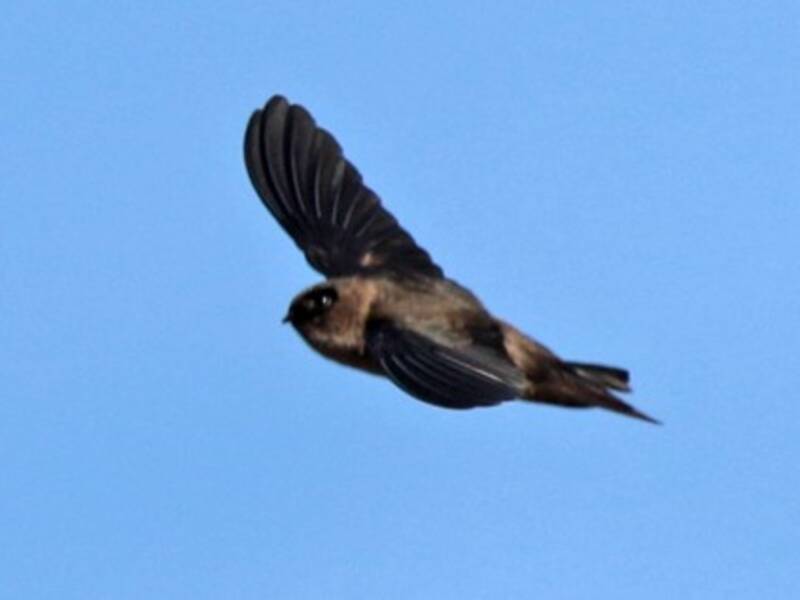 Marquesan Swiftlet