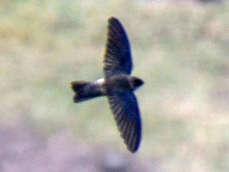 Marquesan Swiftlet, Photos 2