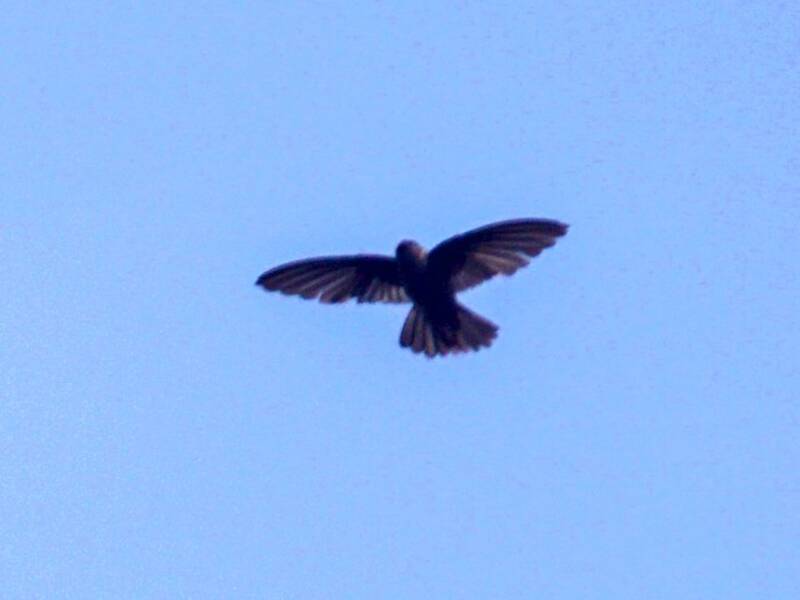 Marquesan Swiftlet, Photos 4
