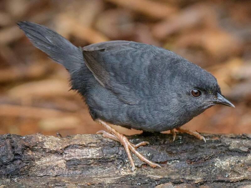 Tapaculo de los Pantanos, Fotos 4