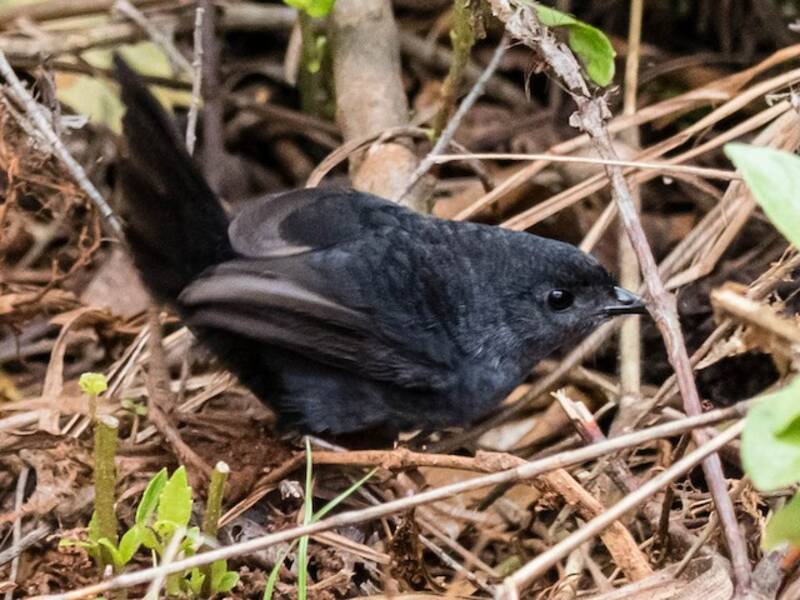 Tapaculo de los Pantanos, Fotos 2