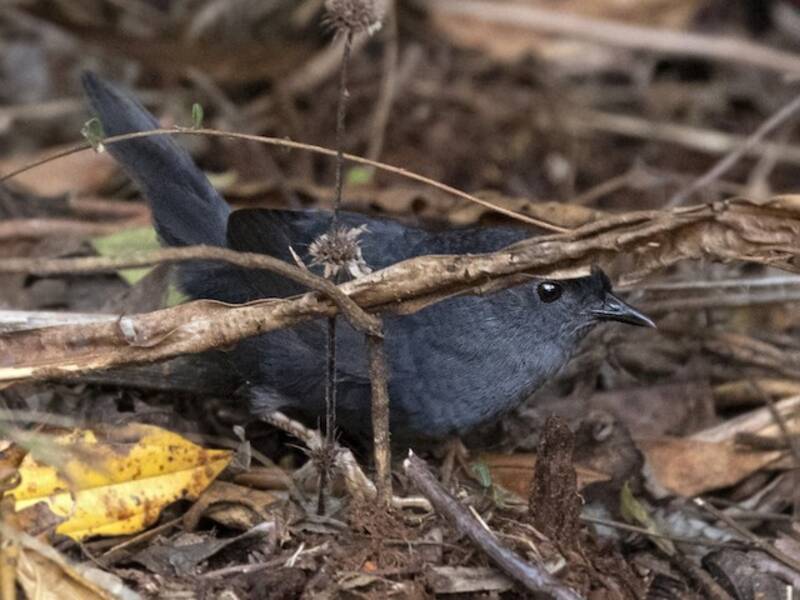 Tapaculo de los Pantanos, Fotos 3