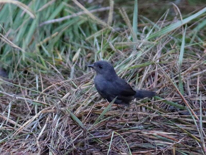 Tapaculo des marais