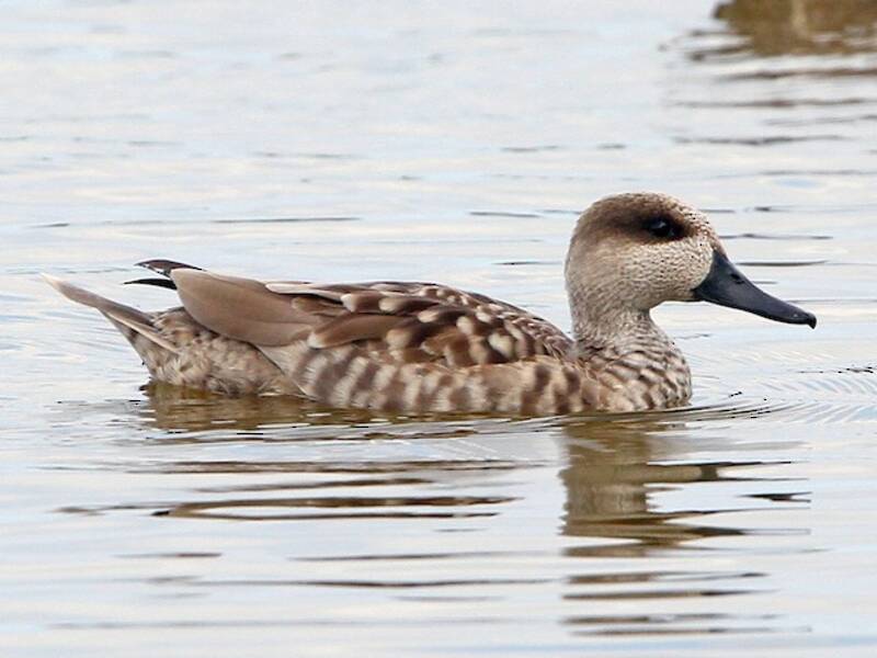 Marbled Duck, 照片 3