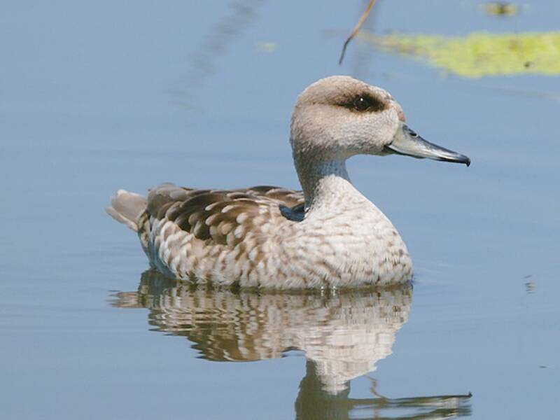 Marbled Duck, 照片 4