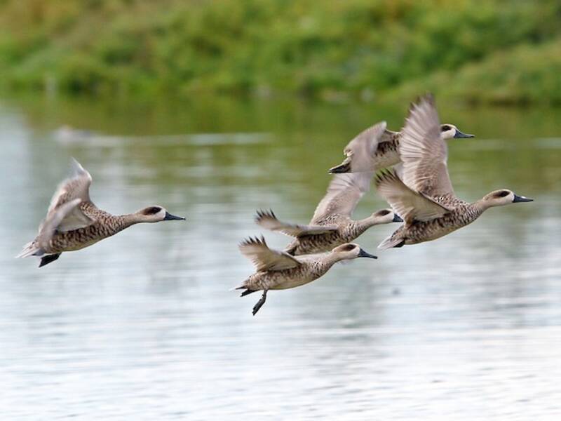 Marbled Duck, 照片 2