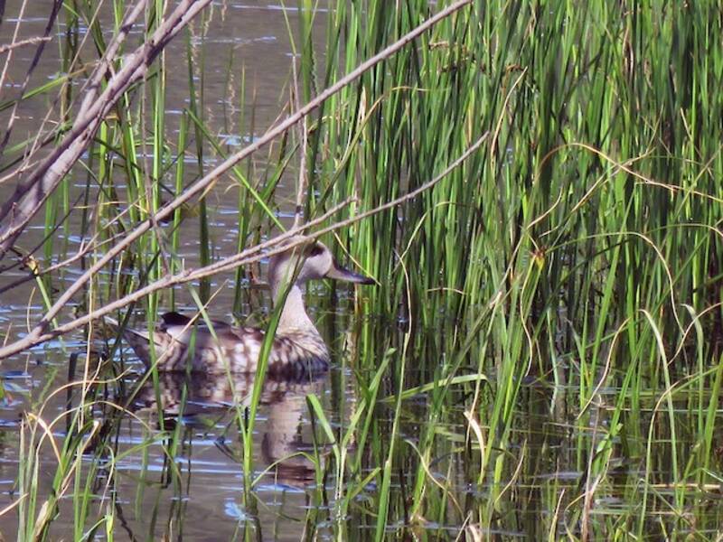 Marbled Duck