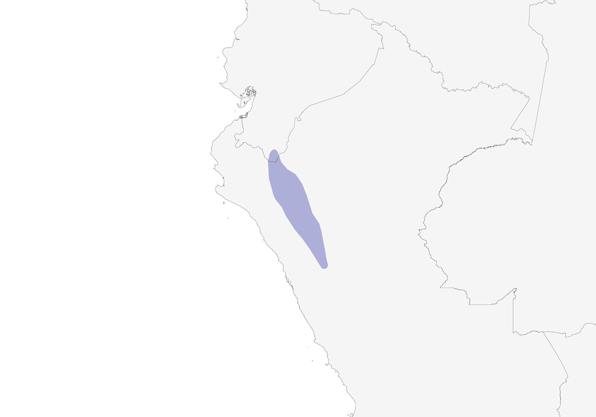Zorzal del Marañón, Distribución 1