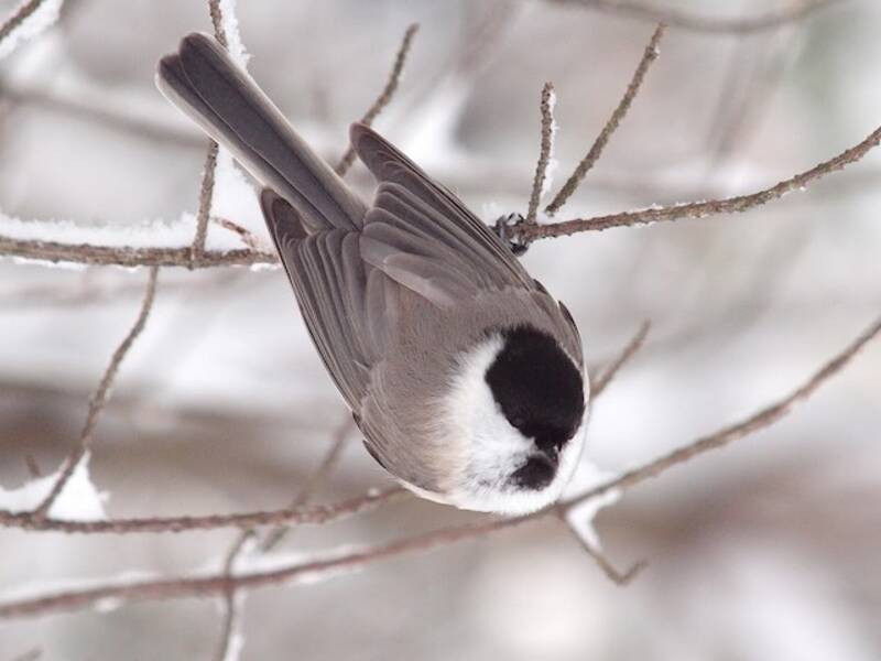 Marsh Tit (Poecile palustris)