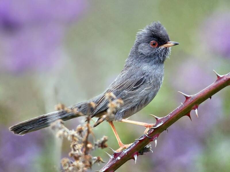 Marmora's Warbler, 照片 4