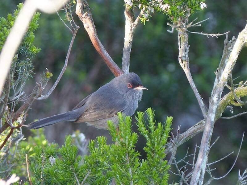 Marmora's Warbler, 照片 2