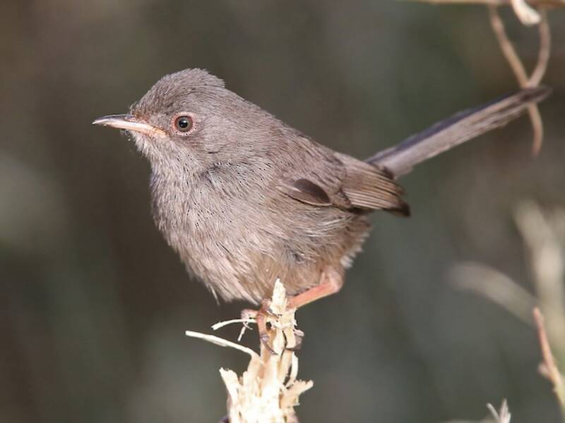 Marmora's Warbler, 照片 3