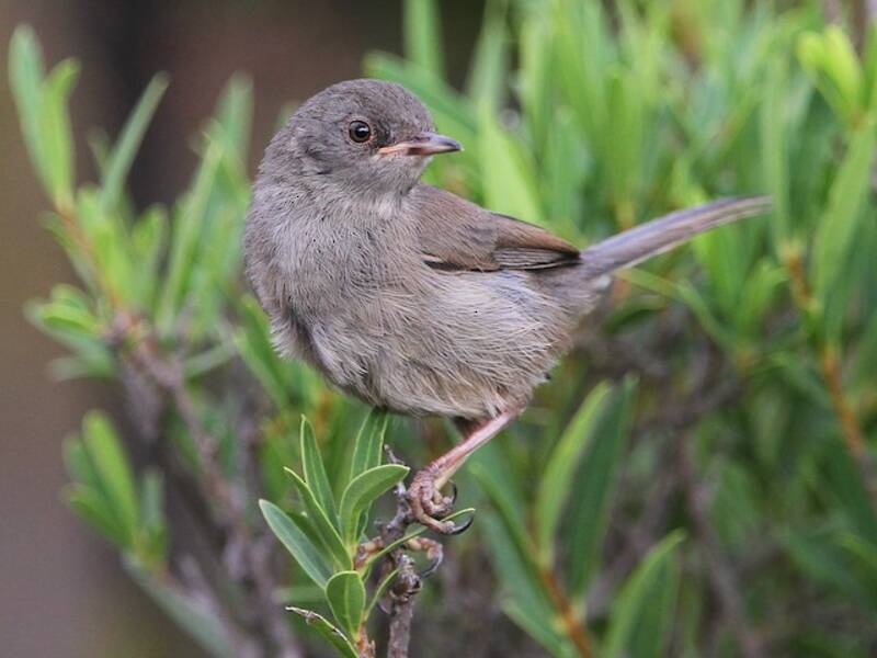 Marmora's Warbler