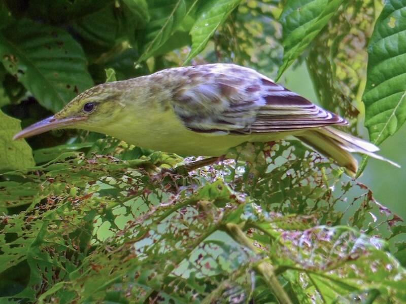 Southern Marquesan Reed Warbler, Photos 4