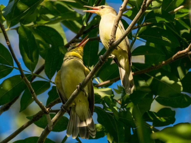 Southern Marquesan Reed Warbler, Photos 3