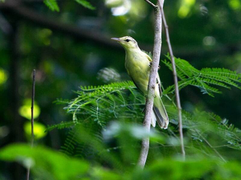 Southern Marquesan Reed Warbler, Photos 2