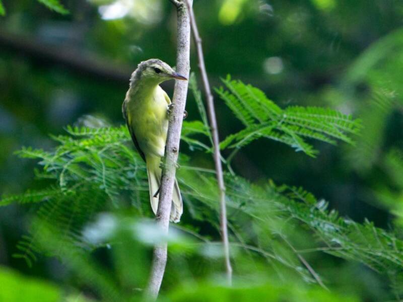 Southern Marquesan Reed Warbler