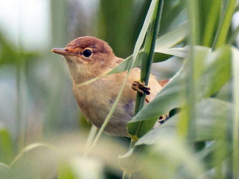 Marsh Warbler (Acrocephalus palustris)